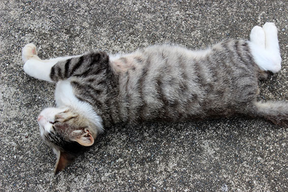 我が家のニャンコ♪2014/06/10-3