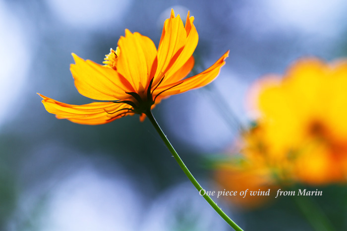 オレンジ色の秋の花 ひとひらの風 楽天ブログ