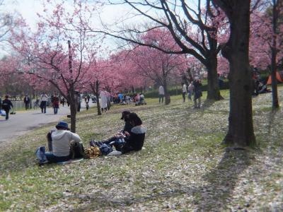 大阪 花博記念公園鶴見緑地の河津桜 リュウちゃんの懐メロ人生 楽天ブログ