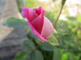 IMG_1443ss.jpg