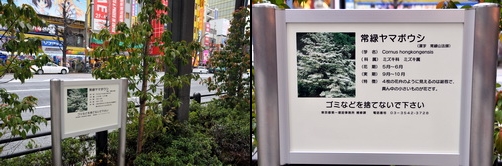 akiba120331j.jpg