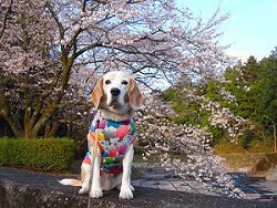 20120408お花見