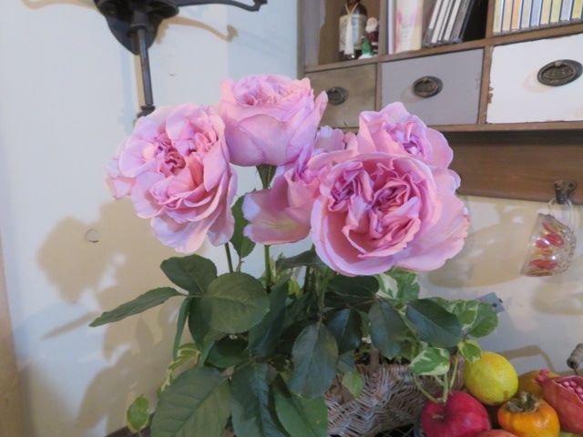 癒しの香りのバラ ショコラロマンチカ をいただいて 夜の庭で発見したこと ばぁばの薔薇の花園 楽天ブログ