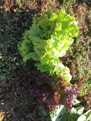 ピーマンが急に萎れてしまいました 白絹病 植物が大好き 日々の雑感 楽天ブログ