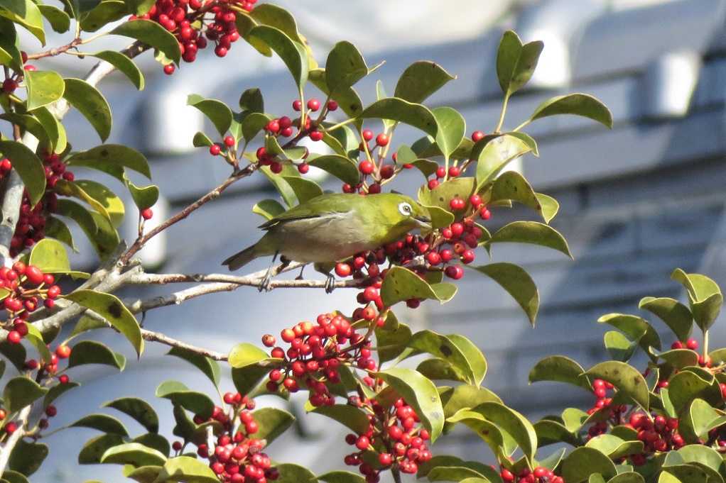 庭の鳥;紅梅メジロ、蜜柑メシロ、ヒヨドリ、エナガ。庭の花;黄色いバラ。 | 大分金太郎の花鳥蝶月 - 楽天ブログ