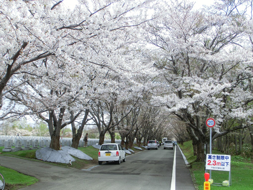 20120513桜花の道