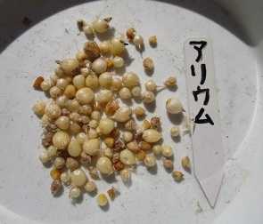 赤のグロリオサの球根の掘り上げ アリウム オストロスキャナムの球根の植付け のんびりガーデニング 楽天ブログ