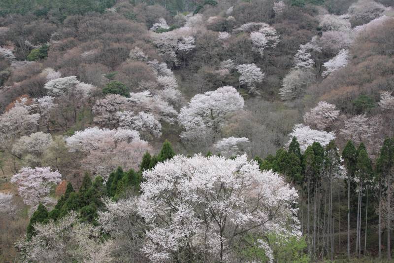 黒川桜の森_004.jpg