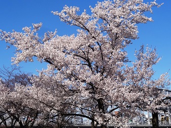 桜３.jpg