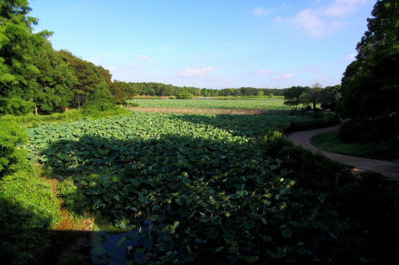 大泉緑地_5ー大泉池蓮.jpg