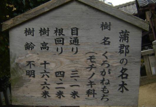 11月木の説明看板.JPG
