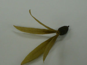 20衝羽根.jpg