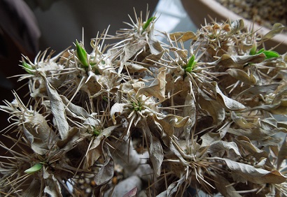 ギラウミニアナ4-30ｰ1