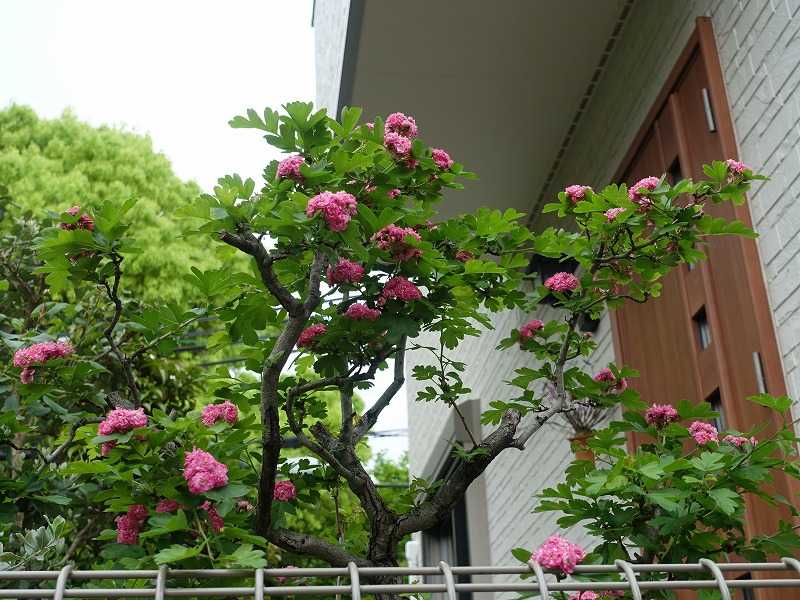 4月26日 今日の一花 セイヨウサンザシ 西洋山査子 Gazengamaのブログ 散歩中に出合った花と趣味の陶芸作品 楽天ブログ