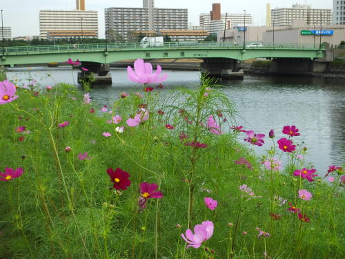 しながわ花海道