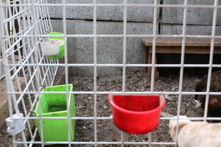 ウズラの別居ゲージ ウズラ ニワトリ たまに育雛 楽天ブログ