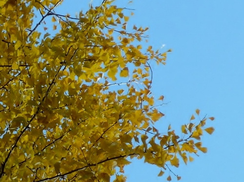 P1150793 (500x374).jpg