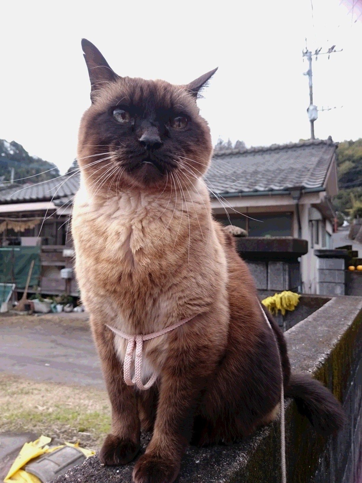 きらりんちょ