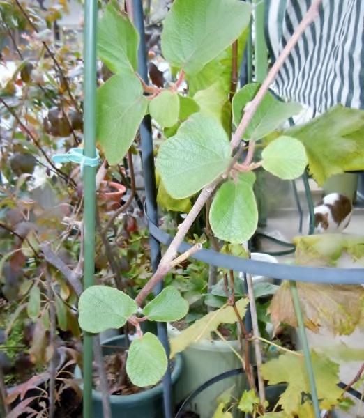 DSCN2943 (522x600).jpg