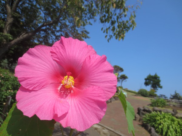 伊豆四季の花公園