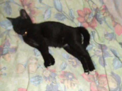 猫３.JPG
