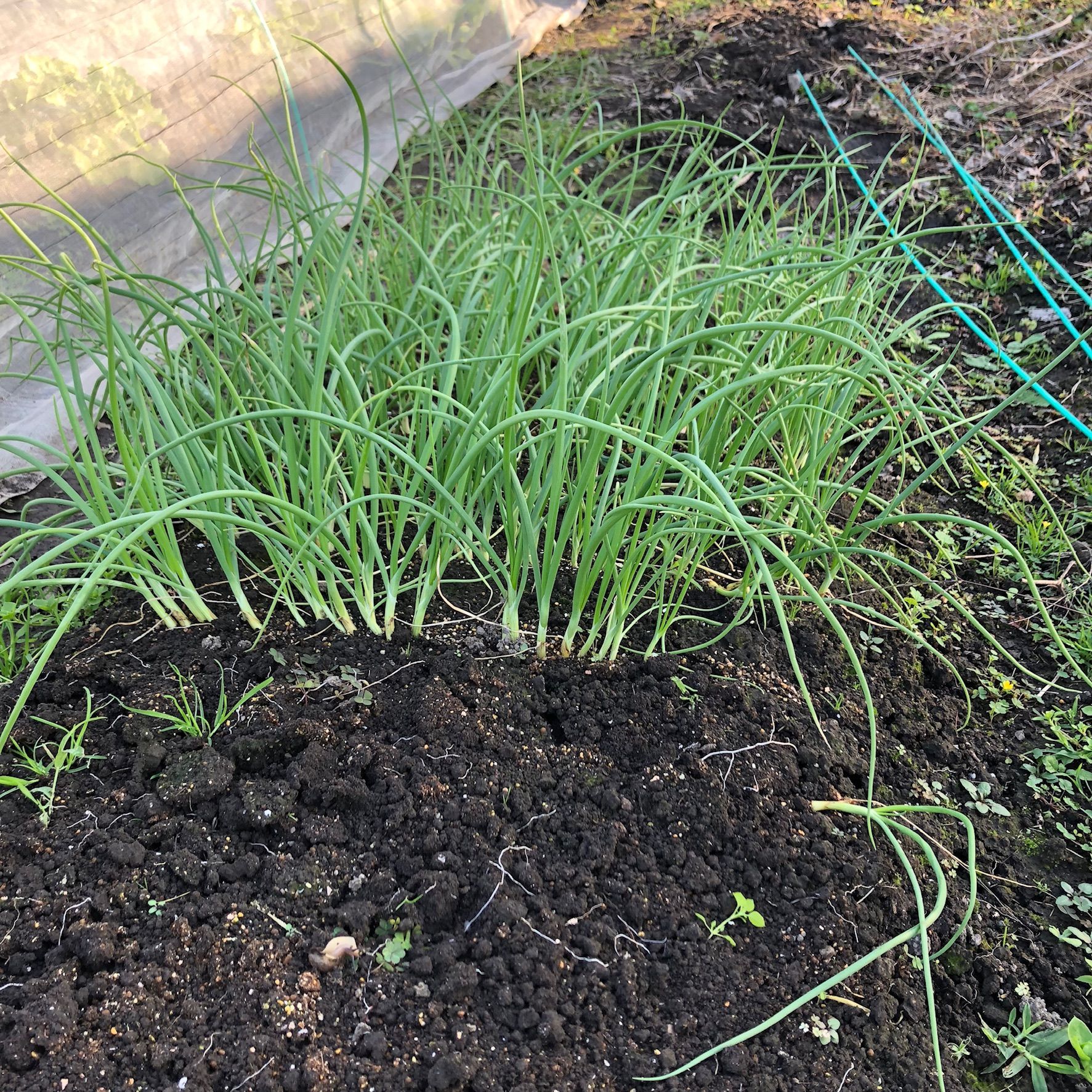 タマネギを追加定植 今回は根切り 葉切り植えで ちょろ松の家庭菜園奮闘記 楽天ブログ