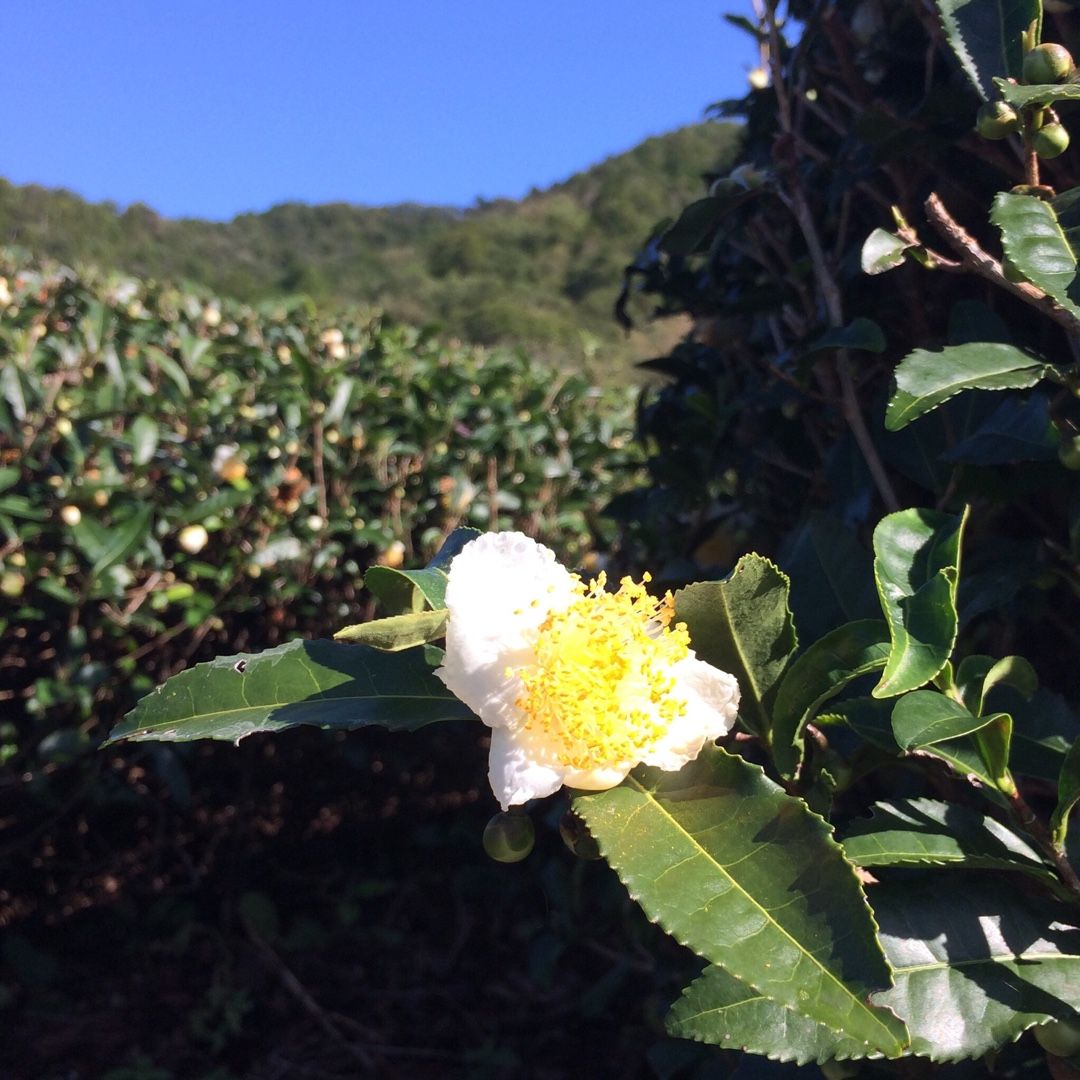 お花摘み 仙霊茶 せんれいちゃ 春猫堂 ハルネコドウ 楽天ブログ