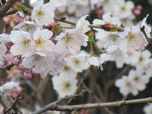 さくら（桜）