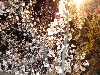 花見３.jpg