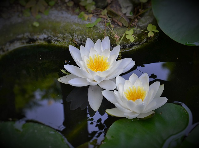 DSC_0082.JPG