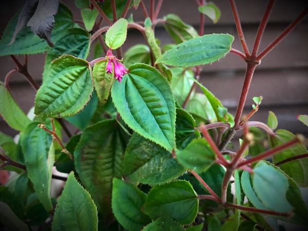 rblog-20161128164954-09.jpg