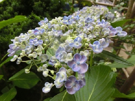 紫陽花おたふく