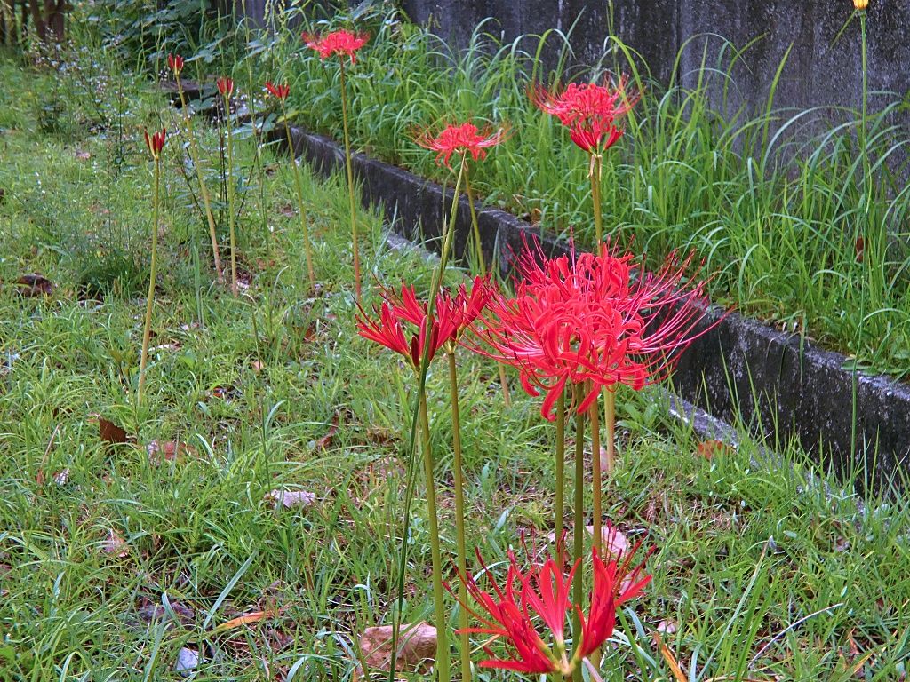 道端の草花 く ちゃんの自然観察記 楽天ブログ