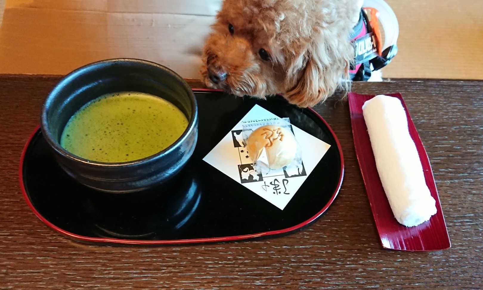 トイプー 車椅子でお部屋に到着 修善寺絆 犬 晴れ ときどきトイプー 楽天ブログ