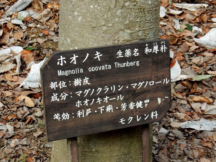 ホオノキ3.JPG