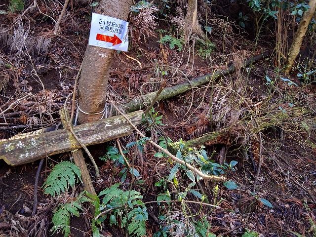 南足柄一周トレラン 2 登山アプリ「YAMAP」で21世紀の森往復20km | 足柄山 徘徊 & 絵手紙 - 楽天ブログ