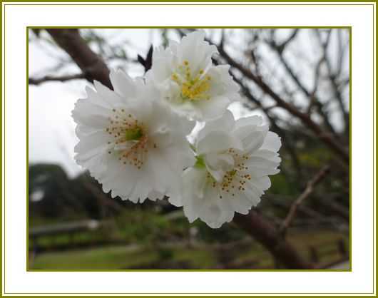 令和２年10月31日 四季桜花びら薄く小春凪 花の歳時記 天南星の魅力 山野草 楽天ブログ