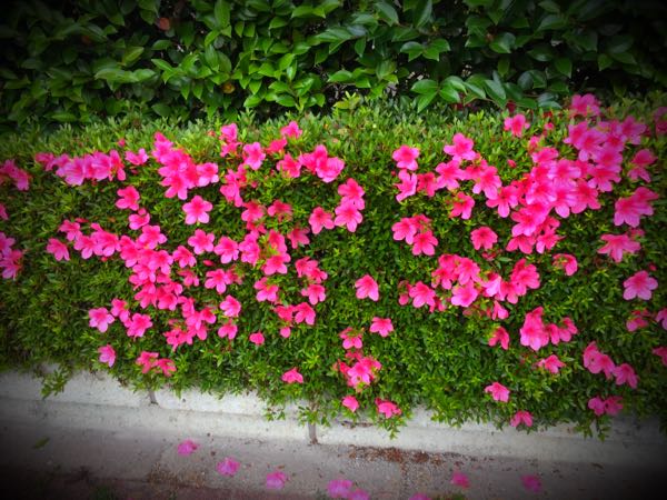rblog-20160528224739-01.jpg