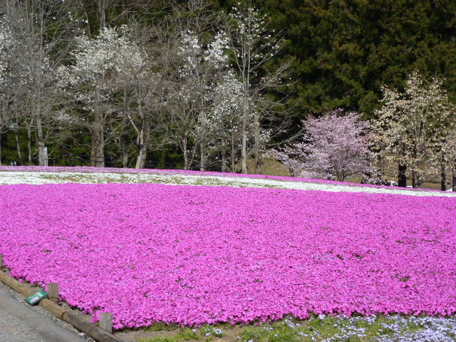 522 芝桜、ピンク