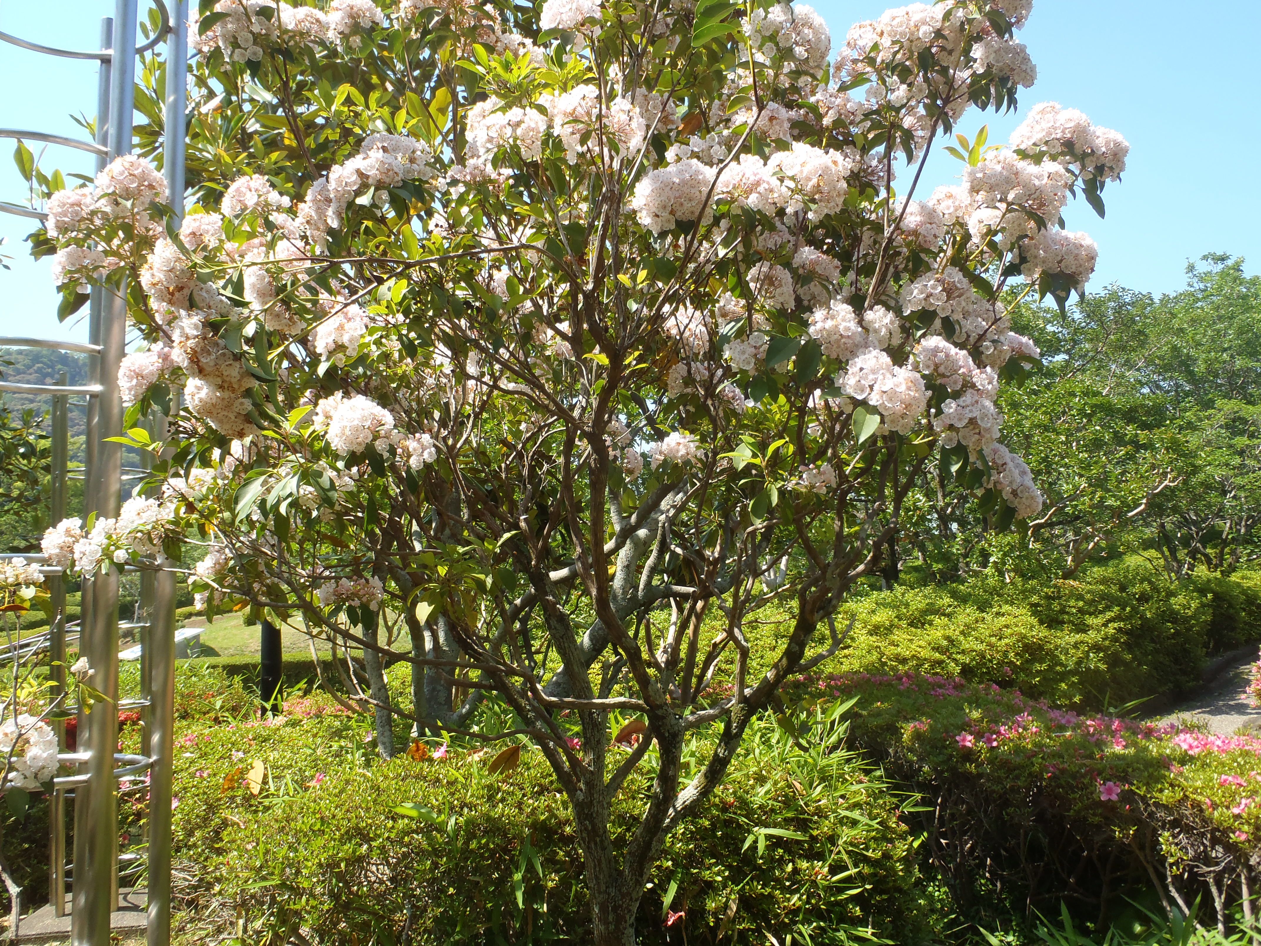 城北公園に咲くカルミア アメリカシャクナゲ の花 19 5 25 隊長さんの山ある記 楽天ブログ