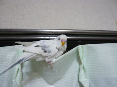 ブー