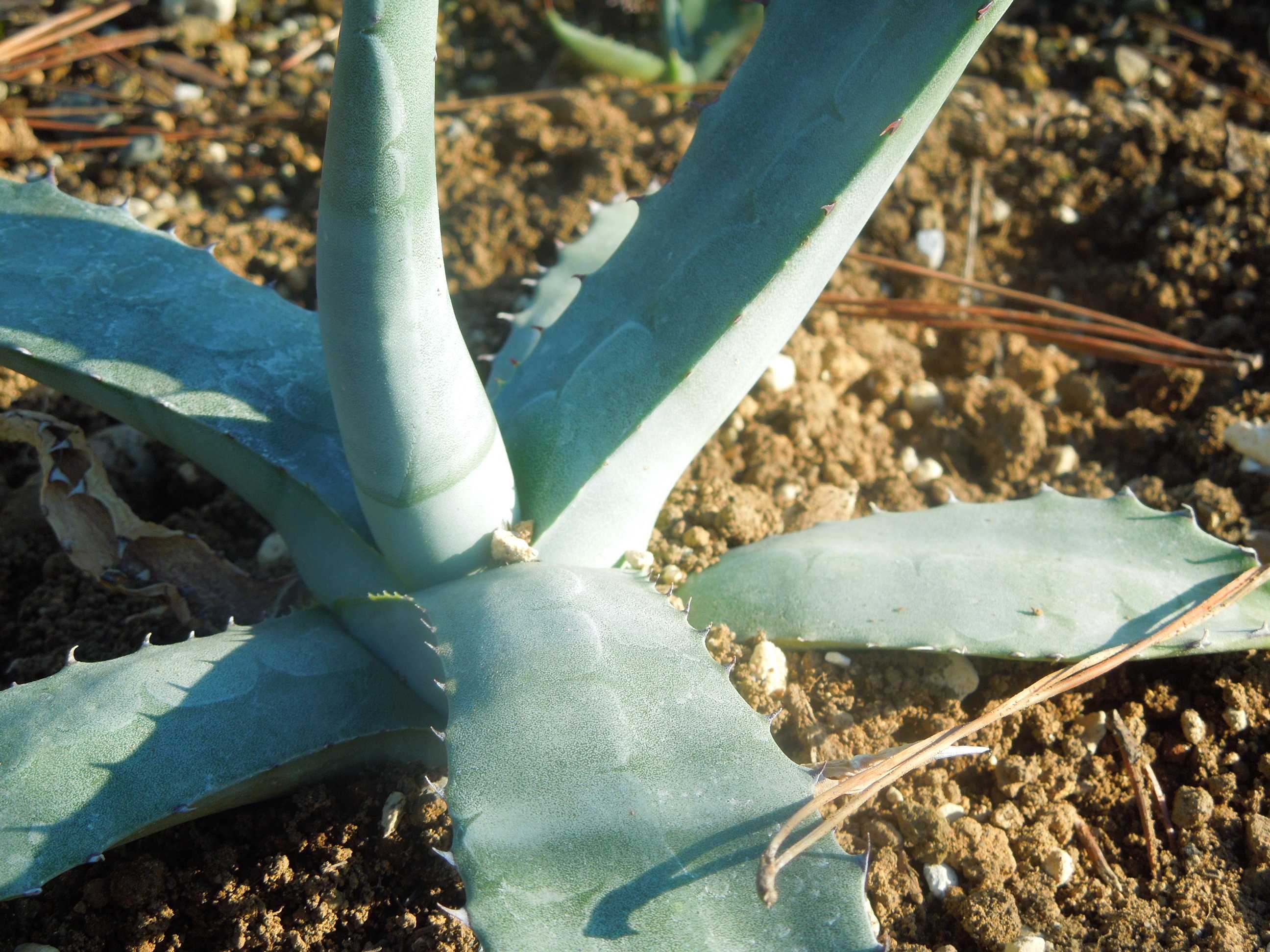 アガベ・サルミアナ・クラッシスピナ(Agave salmiana