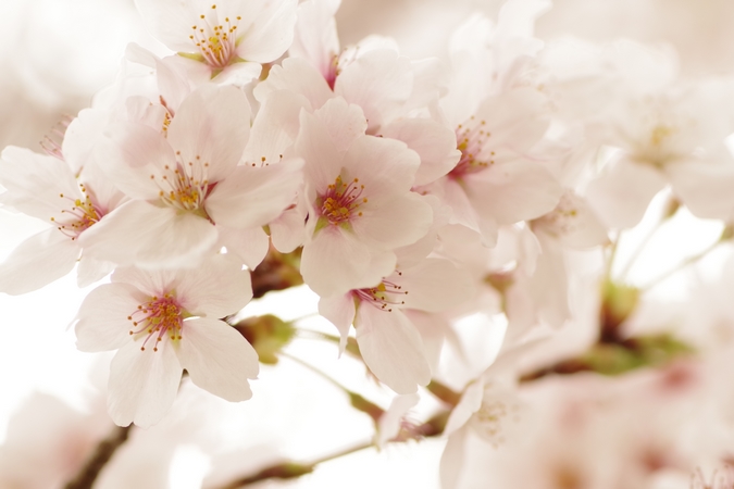 桜０９