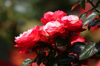 バラ Ht ノスタルジー Free Will 楽天ブログ