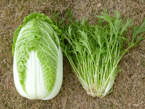 白菜みずな２.jpg