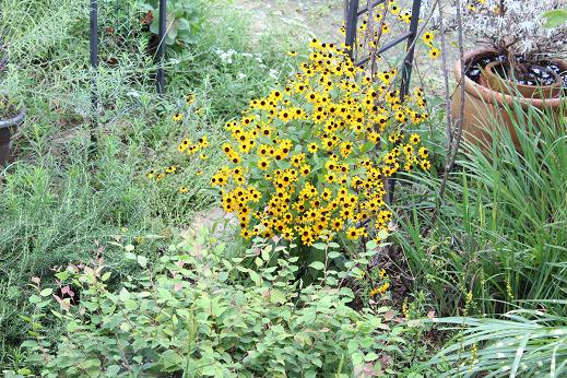 IMG_2683 - コピー.JPG