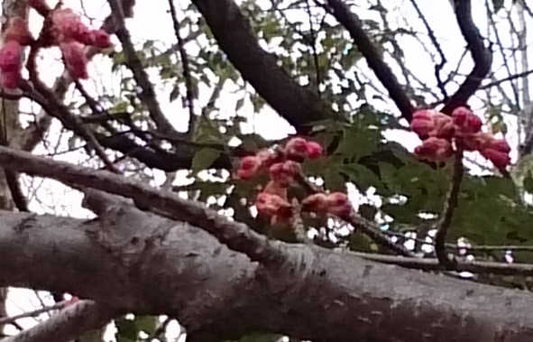 桜のつぼみ