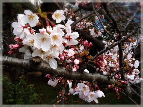 岡村公園の桜