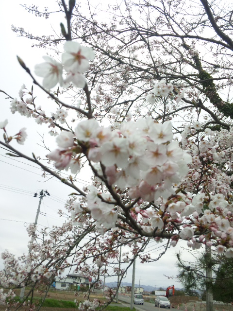 桜