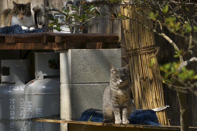 4.DSC03800_R - コピー.jpg